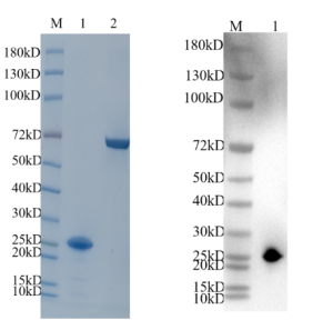 Reducing 4%-20% SDS-PAGE (CBB stained) and WB (Anti-His Mouse Monoclonal antibody) analysis profiles of purified SPRED2.
1. SPRED2: 1 μg
2. BSA: 1 μg